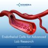 Endothelial Cells for Advanced Lab Research