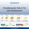 Preadipocytes: Role in Fat Cell Development