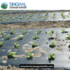 Durable Mulch Film for Long-Term Agricultural Use